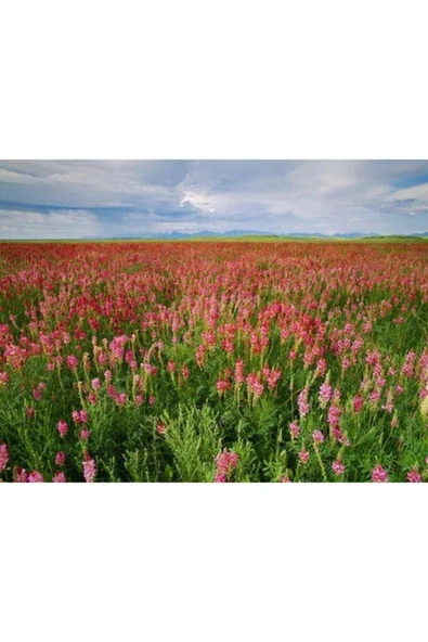 Kaliteli 10.000 Adet Kemirgen Yemi Korunga Tohumu - Resim 2