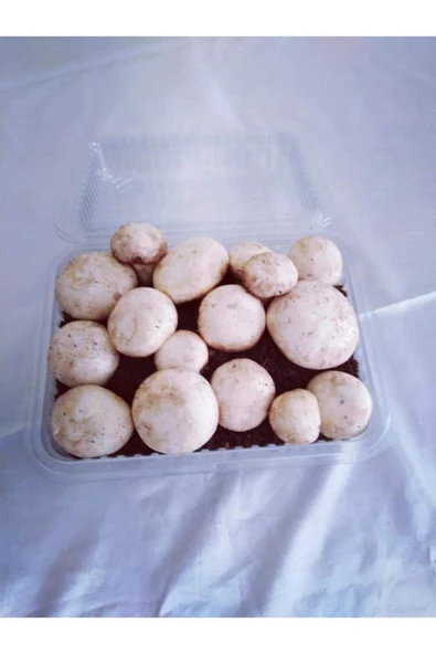 TohumGübre Kültür Mantarı Tohumu, Mantar Ekim Torfu Içinde Hazır Kit Ve Kılavuzu - Resim 3