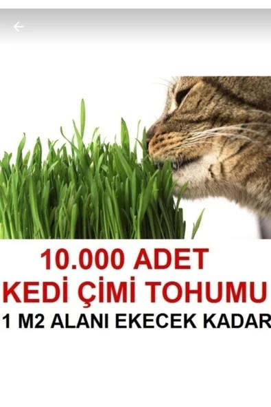 TohumGübre 1 M2 Alana Yetecek Kadar Kedi Yemi Çim Tohumu