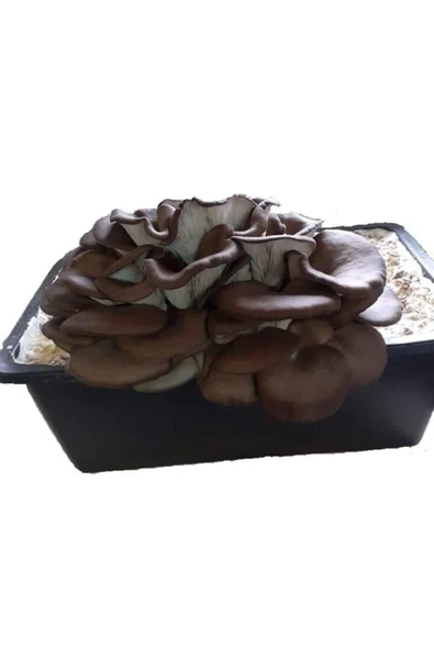 TohumGübre Kavak Mantarı Tohumu Ve Kavak Mantarı Kompostu Içerisinde Ekili Hazır Deneme Hobi Kiti - Resim 3