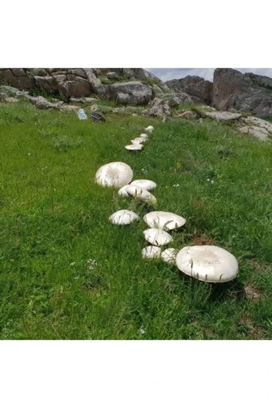 Kaliteli Doğa Mantarı Kültür Mantarı Tohumu 2000 Adet - Resim 2