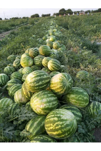 TohumGübre 1200 Adet Köylü Karpuzu Ata Tohumu - Resim 5