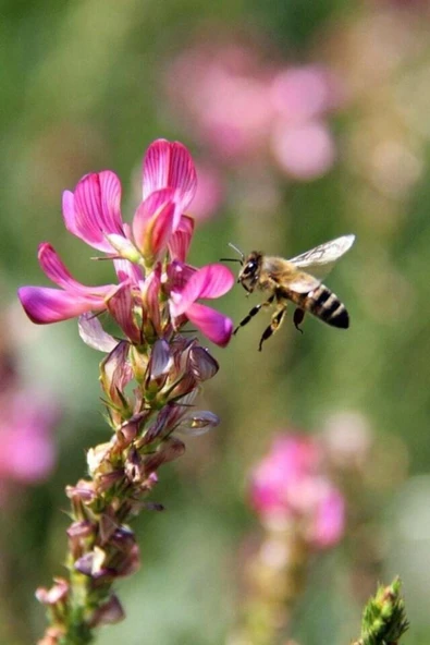 TohumGübre 2000 Adet Arı Otu Korunga Tohumu - Resim 2
