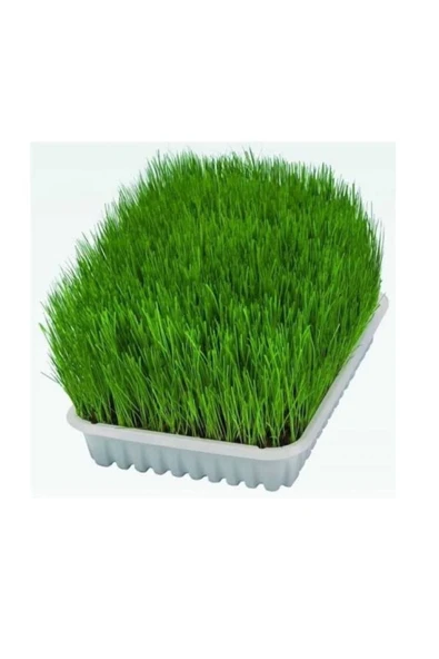 Tarımsal ve Hayvansal Ürünler Uzun Ömürlü Lezzetli Kedi Çimi Tohumu ( Ortalama 10.000 Adet Tohum - 1 M2 Alana Yetecek Kadar ) ürün görseli