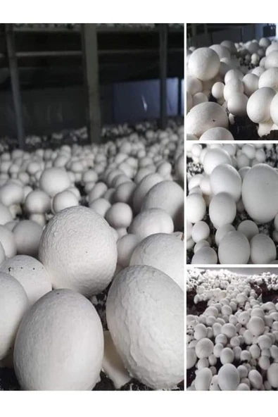 TohumGübre 1 Gr Beyaz Şapkalı Kültür Mantarı Tohumu - Resim 5