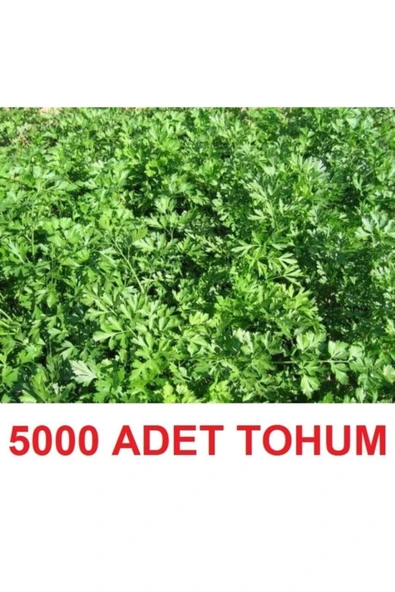 TohumGübre 5000 Adet Geniş Yapraklı Köylü Maydanoz Tohumu ürün görseli