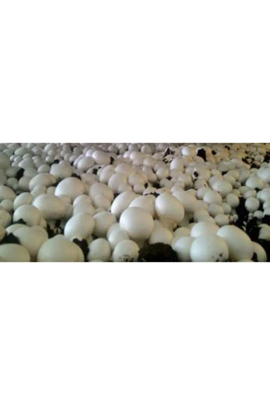 TohumGübre 20.000 Adet Beyaz Şapkalı Kültür Mantarı Tohumu, Mantar Ekim Poşeti Ve Ekim Yönergesi ürün görseli