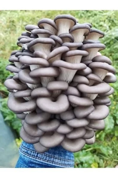 TohumGübre 20.000 Adet Yazlık Istiridye Kavak Mantarı Tohumu ürün görseli