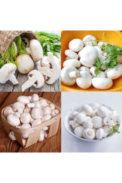 TohumGübre 2000 Adet Beyaz Şapkalı Kültür Mantarı Tohumu - Resim 3