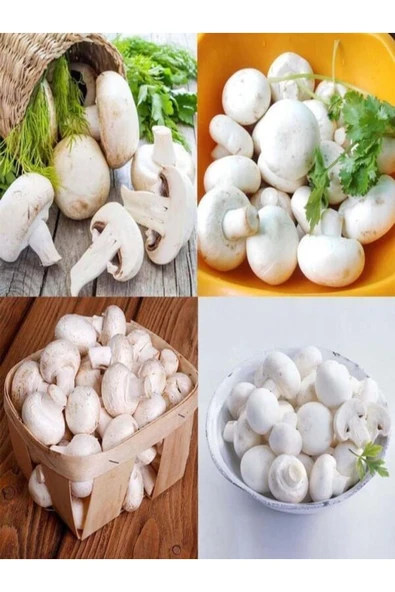 TohumGübre 1 Gr Kültür Mantarı Tohumu Miseli - Resim 2