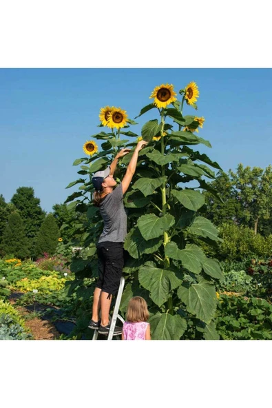 TohumGübre 100 Adet İri Taneli Dev Boylu Ayçiçeği Tohumu - Resim 5