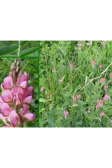 Kaliteli 10.000 Adet Büyükbaş Hayvan Yemi Korunga Tohumu - Resim 5