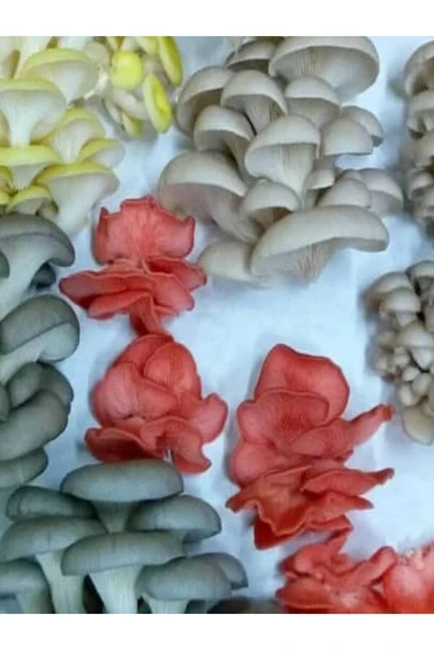 TohumGübre 1 gr Yaprak Mantarı Tohumu ürün görseli