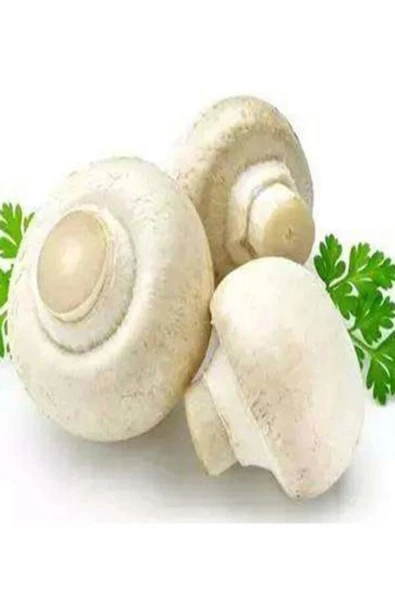 TohumGübre 1 Gr Beyaz Şapkalı Kültür Mantarı Tohumu ürün görseli