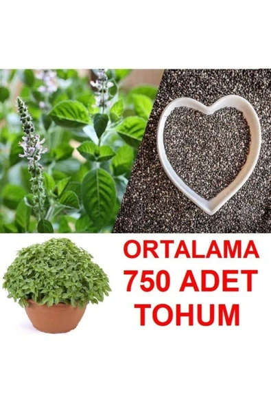 TohumGübre Ortalama 750 Adet Yeşil Top Fesleğen Tohumu ürün görseli