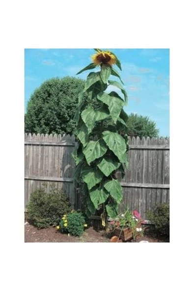 TohumGübre 200 Adet İri Çekirdekli Dev Boylu Ayçekirdeği Tohumu - Resim 2