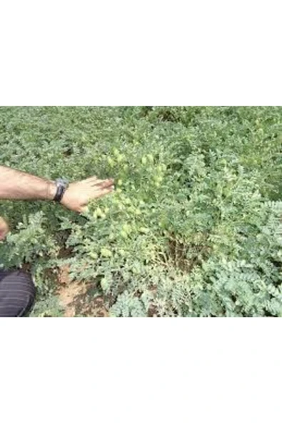 ata tohumculuk 150 Adet Tohum Eko Paket Yeni Mahsül Geleneksel Nohut Tohumu Bol Verim Sürpriz Hediye Tohumla Gelir - Resim 3