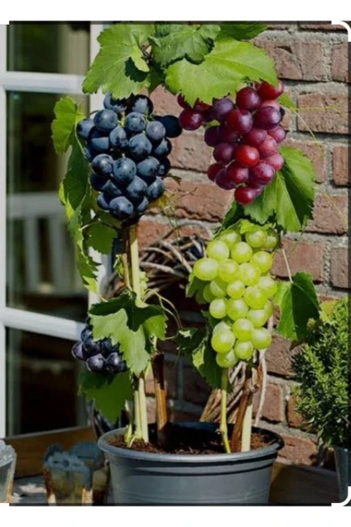 Tarımsal ve Hayvansal Ürünler 3500 Adet Üzüm Fidanı Tohumu - Resim 3