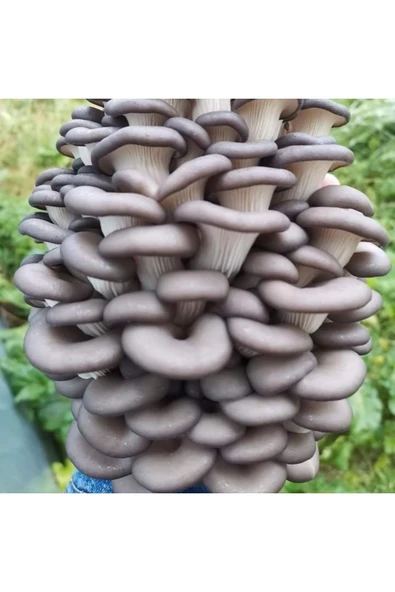 TohumGübre 2000 Adet Yazlık Istiridye Kavak Mantarı Tohumu ürün görseli