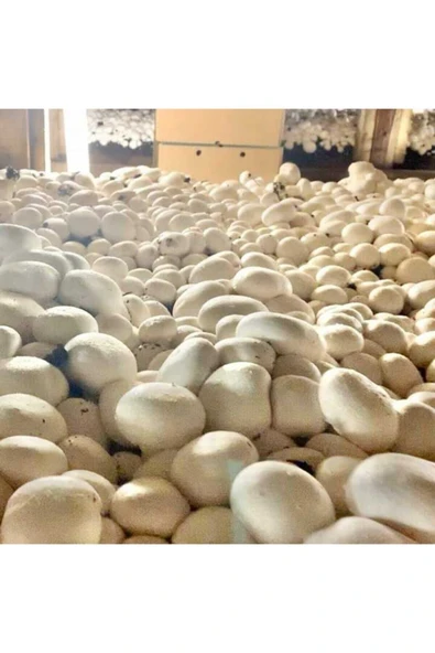 TohumGübre 2000 Adet Beyaz Şapkalı Kültür Mantarı Tohumu - Resim 5