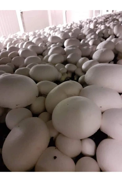 TohumGübre En Az 20.000 Adet Kültür Mantarı Tohumu, Ekim Poşetleri Ve Eğitim Yönergesi - Resim 3