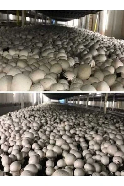 TohumGübre 1 Gr Kültür Mantarı Tohumu Miseli - Resim 5