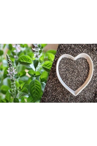 TohumGübre Ortalama 750 Adet Yeşil Top Fesleğen Tohumu - Resim 2