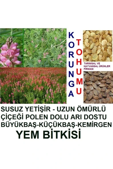 Kaliteli 10.000 Adet Büyükbaş Hayvan Yemi Korunga Tohumu - Resim 2