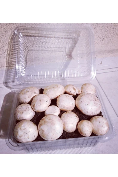 TohumGübre Kültür Mantarı Tohumu Ekili Kutu + Eğitim Kılavuzu - Resim 2