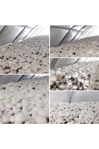 TohumGübre 20.000 Adet Beyaz Şapkalı Kültür Mantarı Tohumu ürün görseli