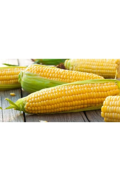 TohumGübre 150 Adet Haşlamalık Mısır Tohumu - Resim 2