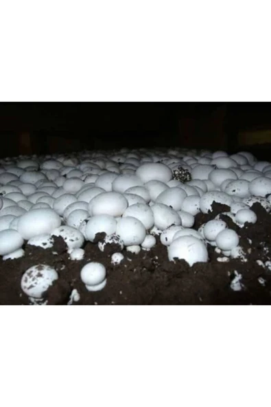 TohumGübre 100 Ml Kültür Mantarı Tohumu + 8 Lt Mantar Ekim Torfu (başka Bir Şeye Gerek Yok) - Resim 2