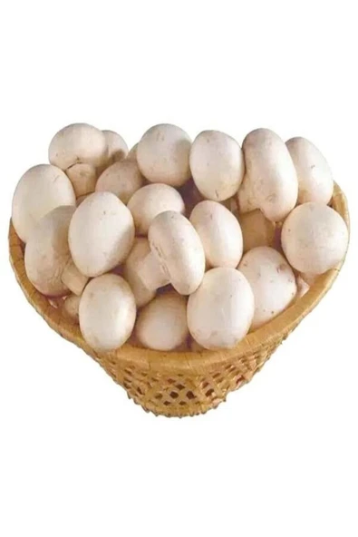 TohumGübre 1 Gr Beyaz Şapkalı Kültür Mantarı Tohumu - Resim 2