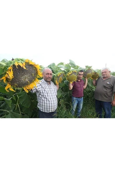 TohumGübre 100 Adet İri Taneli Dev Boylu Ayçiçeği Tohumu ürün görseli