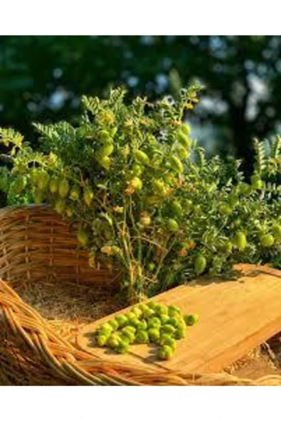 Köy Tohumları 150 Adet Tohum Eko Paket Yeni Mahsül Geleneksel Nohut Tohumu Bol Verim Sürpriz Hediye Tohumla Gelir - Resim 2