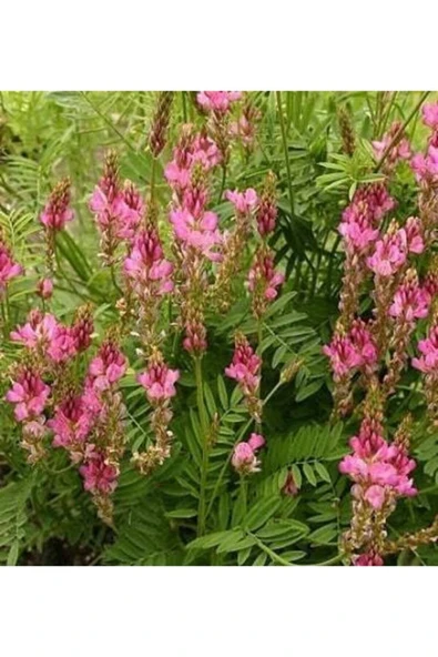 TohumGübre 2000 Adet Arı Otu Korunga Tohumu - Resim 5