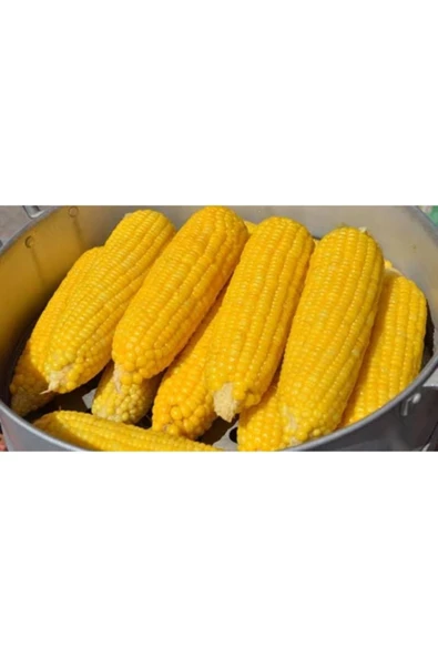 TohumGübre 150 Adet Haşlamalık Mısır Tohumu - Resim 3