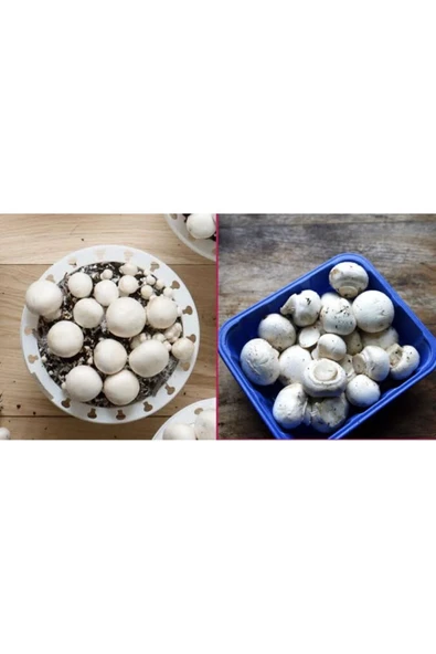 TohumGübre 2000 Adet Kültür Mantarı Tohumu ve 10 Litre Mantar Ekim Torfu ürün görseli