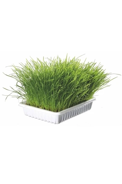 TohumGübre 1 M2 Alana Yetecek Kadar Kedi Çimi Tohumu ürün görseli