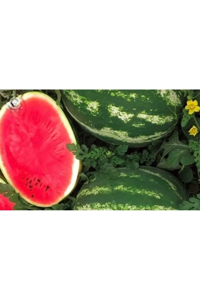TohumGübre 300 Adet Ata Karpuzu Tohumu - Resim 5