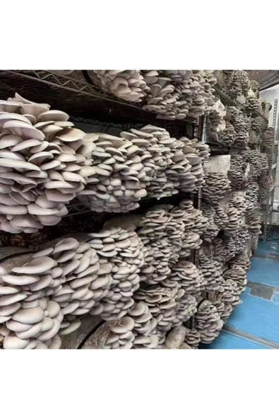 TohumGübre 20.000 Adet Istiridye Kavak Mantarı Tohumu, Ekim Poşetleri Ve Eğitim Kılavuzu - Resim 2