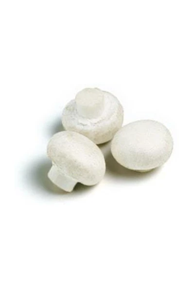 TohumGübre Eğitim Kılavuzu Ve Ekim Poşeti Hediyeli 100 Gr Kültür Mantarı Tohumu - 3