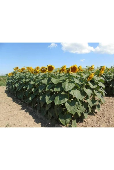 Tarımsal ve Hayvansal Ürünler 200 Adet Dev Boylu İri Taneli Ayçiçeği Çekirdek Tohumu - Resim 3
