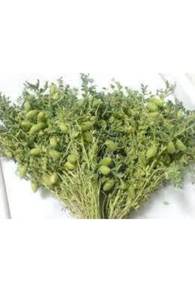 ata tohumculuk 150 Adet Tohum Eko Paket Yeni Mahsül Geleneksel Nohut Tohumu Bol Verim Sürpriz Hediye Tohumla Gelir ürün görseli