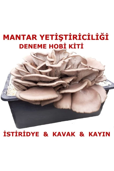 TohumGübre Kavak Mantarı Tohumu Ve Kavak Mantarı Kompostu Içerisinde Ekili Hazır Deneme Hobi Kiti ürün görseli