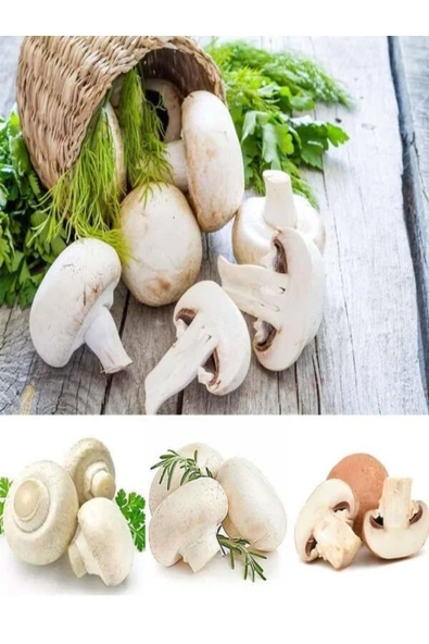 TohumGübre 1 Gr Beyaz Şapkalı Kültür Mantarı Tohumu - Resim 4