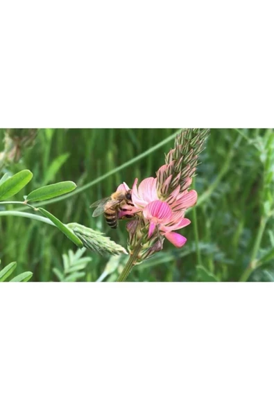 TohumGübre 2000 Adet Arı Otu Korunga Tohumu - Resim 3