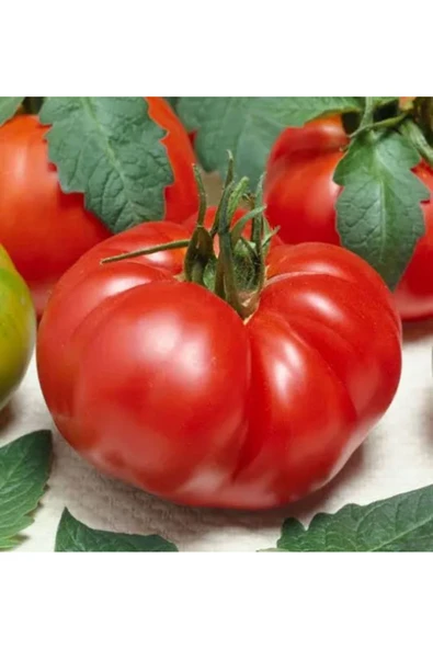 TohumGübre 25 Adet Köylü Domatesi Tohumu - Resim 5