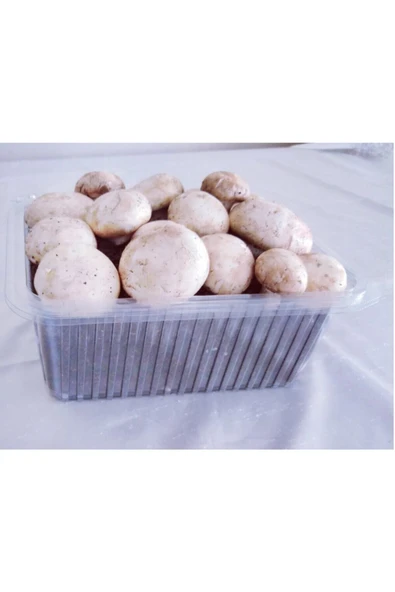 TohumGübre Kültür Mantarı Tohumu Ekili Kutu + Eğitim Kılavuzu ürün görseli