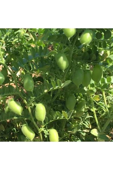 TohumGübre Ata Nohut Tohumu 2 Adet - Resim 2